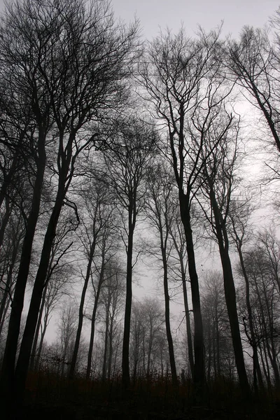 Floresta Inverno Com — Fotografia de Stock