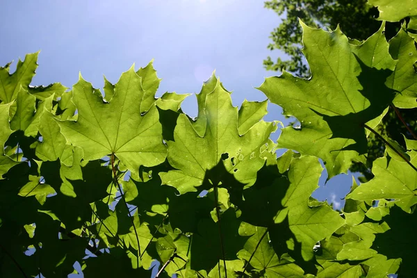Zelené Listy Stromu Lese — Stock fotografie