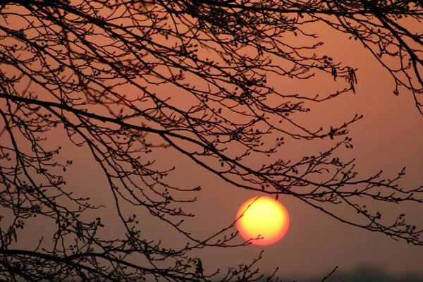 나무에 따뜻한 오렌지 태양으로 아침에 — 스톡 사진