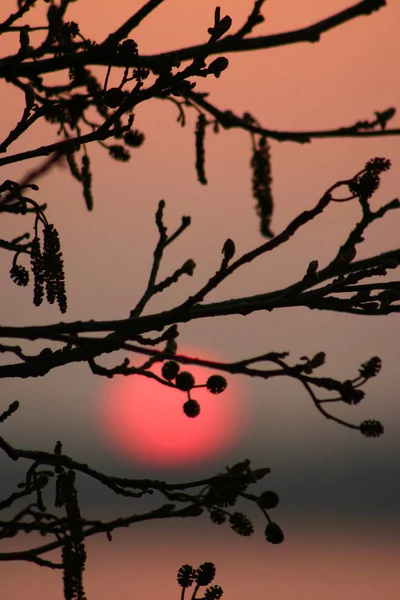 温かみのあるオレンジ色の太陽と早朝に森林 木にクローズ アップ枝します — ストック写真