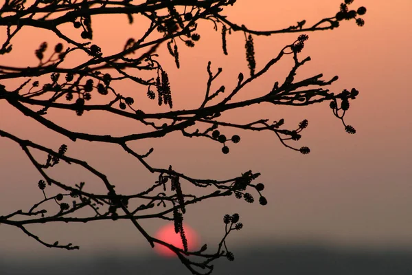 Skog Närbild Träd Grenar Tidigt Morgonen Med Varm Orange Sol — Stockfoto
