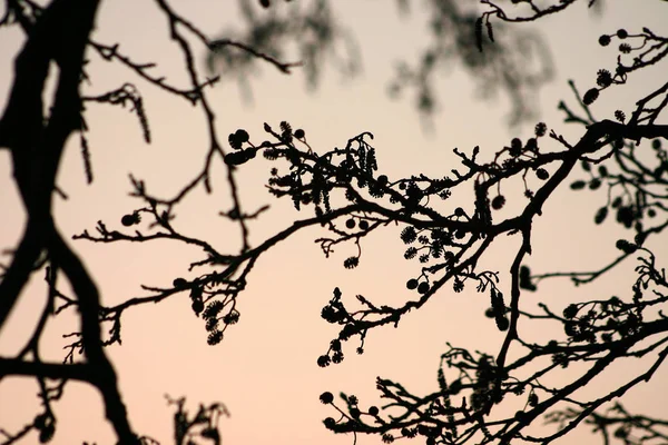 Wald Nahaufnahme Auf Bäumen Äste Den Frühen Morgenstunden Mit Einer — Stockfoto