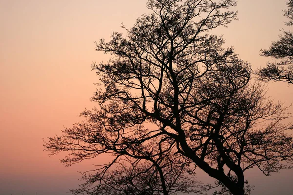 Forest Closeup Trees Branches Early Morning Warm Orange Sun — Stock Photo, Image