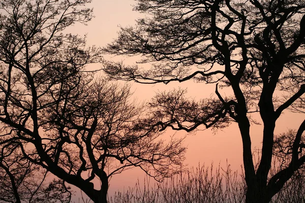 Bos Close Bomen Takken Vroege Ochtend Met Een Warme Oranje — Stockfoto