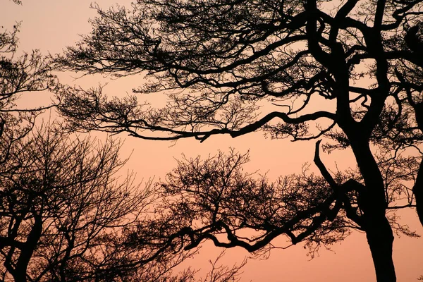 Foresta Primo Piano Sui Rami Degli Alberi Mattino Presto Con — Foto Stock