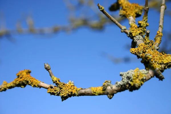 Wald Großaufnahme Bäumen Äste Vor Einem Blauen — Stockfoto