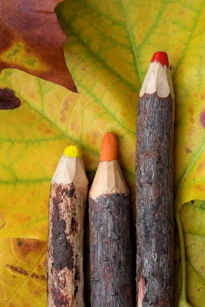 Στοιχειώδη Ξύλινα Μολύβια Στο Πολύχρωμα Φύλλα Του Φθινοπώρου — Φωτογραφία Αρχείου