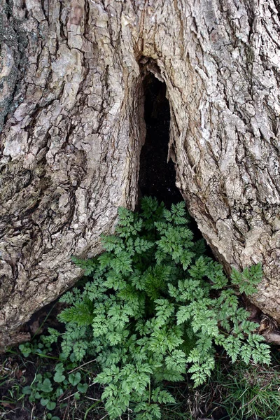 Floresta Árvores Folhas — Fotografia de Stock