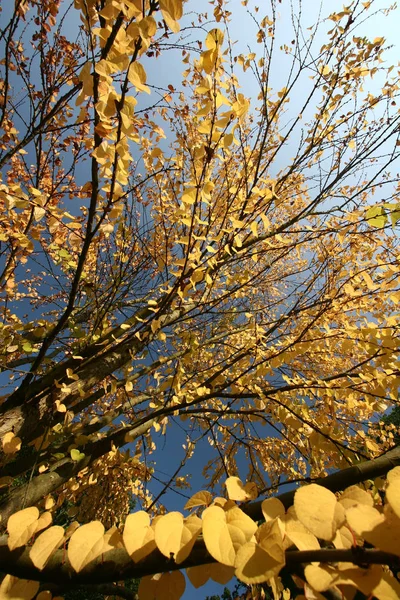 Δάσος Closeup Στα Κίτρινα Φύλλα — Φωτογραφία Αρχείου