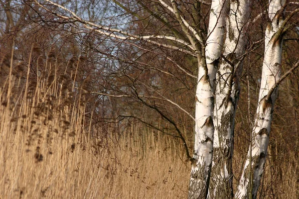 Schöner Herbstwald Dänemark — Stockfoto