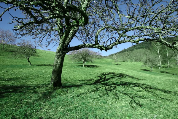 Foto Creativa Árbol —  Fotos de Stock