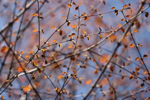 Зеленые Листья Солнечный День — стоковое фото