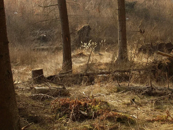 Krásná Podzimní Les Dánsku — Stock fotografie