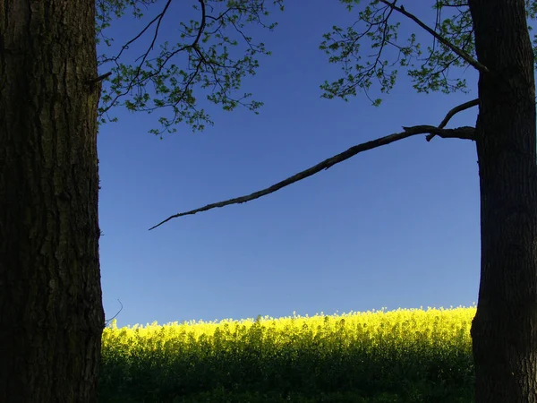 Зеленый Желтый Пейзаж Зелеными Деревьями — стоковое фото