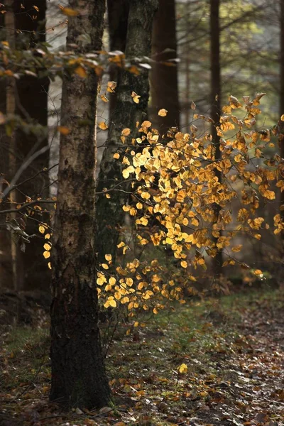 Herfstbos Het Platteland Denemarken — Stockfoto