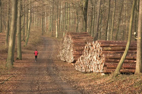 Höstskog Landet Danmark — Stockfoto