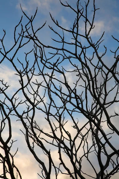 Les Detailní Záběr Stromech Větve Proti — Stock fotografie