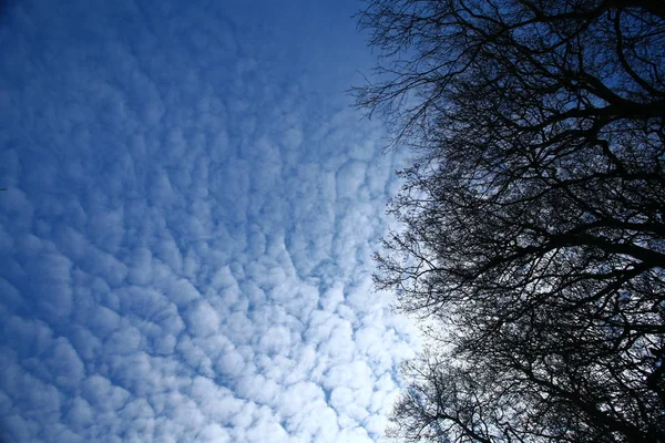 Bos Close Bomen Takken Tegen Hemel — Stockfoto