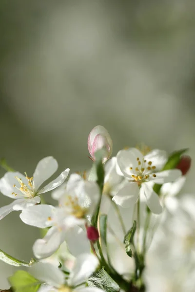 Mooi Voorjaar Bloem Bloeien — Stockfoto