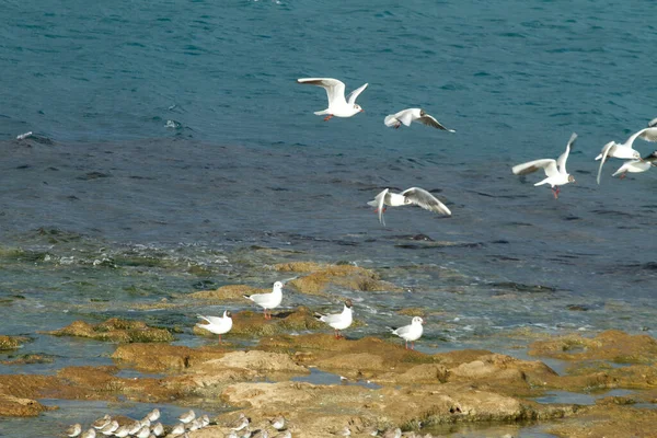 Die Terrazza Mascagni Ein Aussichtspunkt Richtung Meer Livorno Italien — Stockfoto