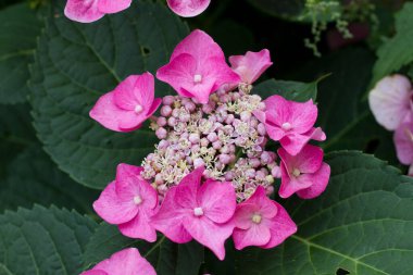 Çeşitli bitki ve çiçeklerin olduğu bir bahçe manzarası