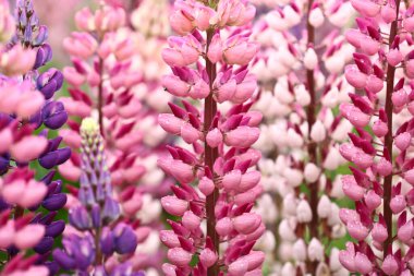 Danimarka 'da bahar mevsiminde doğa ve çiçek