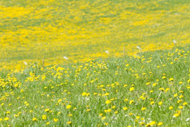 Danimarka 'da bahar mevsiminde doğa ve çiçek