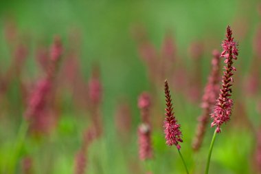 Danimarka 'da bahar mevsiminde doğa ve çiçek