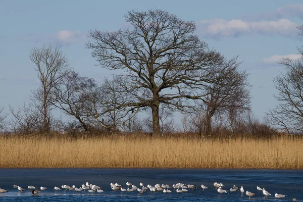 Vista Sobre Hermoso Lago Denmark Scandinavia Norte Copenhagen — Foto de Stock