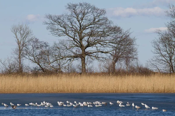 Vista Sobre Hermoso Lago Denmark Scandinavia Norte Copenhagen — Foto de Stock