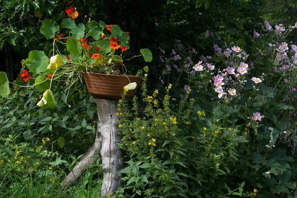 Vista Jardim Com Várias Fábricas Flores — Fotografia de Stock