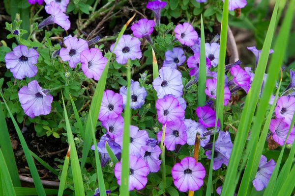 View Garden Various Plants Flowers — Stock Photo, Image