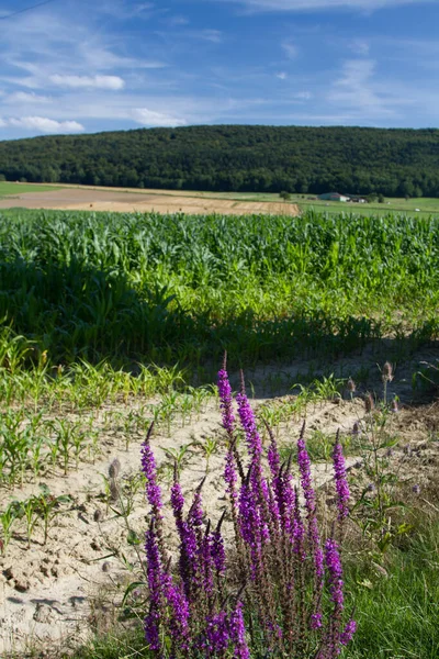 様々な植物や花を持つ庭園の眺め — ストック写真