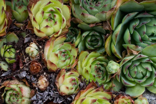 Vista Giardino Con Varie Piante Fiori — Foto Stock