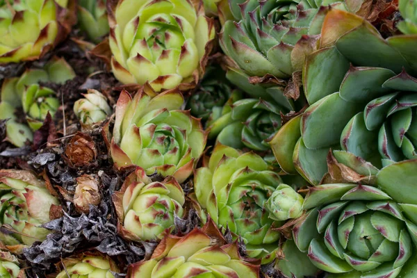 Utsikt Över Trädgård Med Olika Växter Och Blommor — Stockfoto