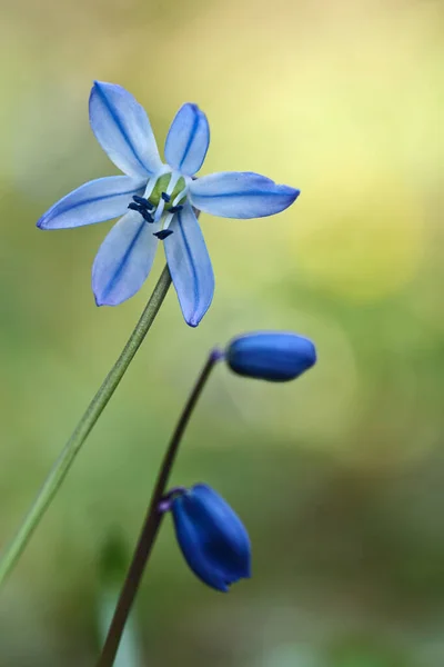 Nature Fleur Danemark Scandinavie Printemps — Photo