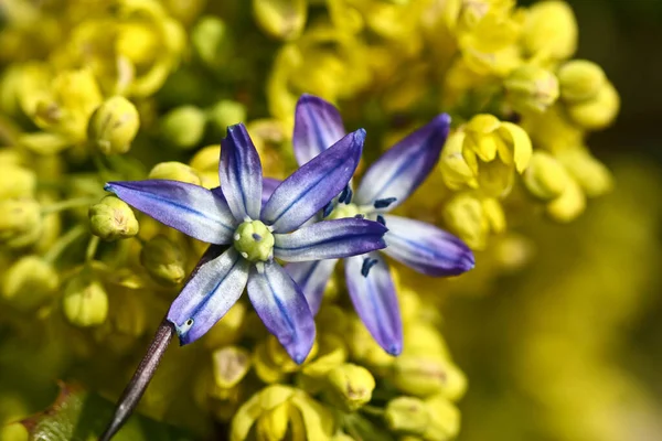 春にはデンマークスカンジナビアの自然と花 — ストック写真