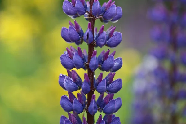 Nature Flower Denmark Scandinavia Spring — Stock Photo, Image
