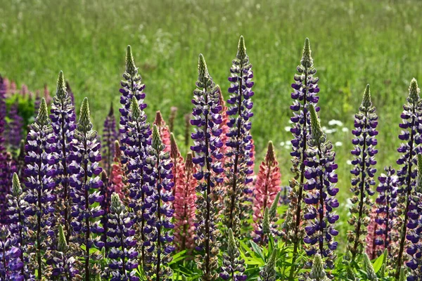 Natuur Bloem Denemarken Scandinavië Het Voorjaar — Stockfoto