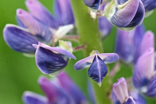 Natur Och Blomma Danmark Våren — Stockfoto