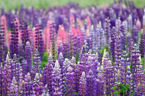 Natuur Bloem Denemarken Scandinavië Het Voorjaar — Stockfoto