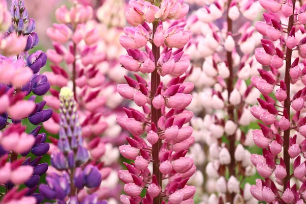 Danimarka Bahar Mevsiminde Doğa Çiçek — Stok fotoğraf