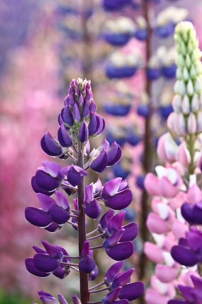 春にはデンマークスカンジナビアの自然と花 — ストック写真