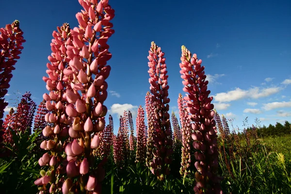 Természet Virág Skandináviában Tavasszal — Stock Fotó