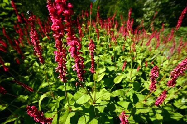 Natuur Bloem Denemarken Scandinavië Het Voorjaar — Stockfoto