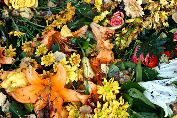 Natureza Flor Denmark Sscandinavia Primavera — Fotografia de Stock