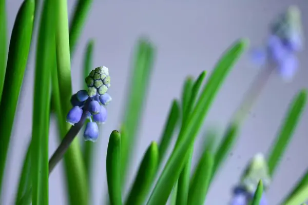 背景が平滑なラベンダーの花のディール — ストック写真