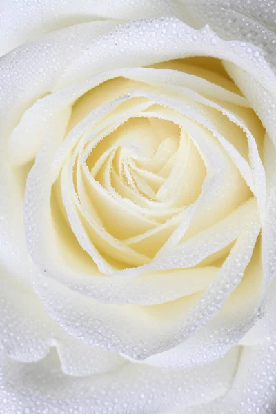 Wet White Rose Closup Shot Studio — Stock Photo, Image