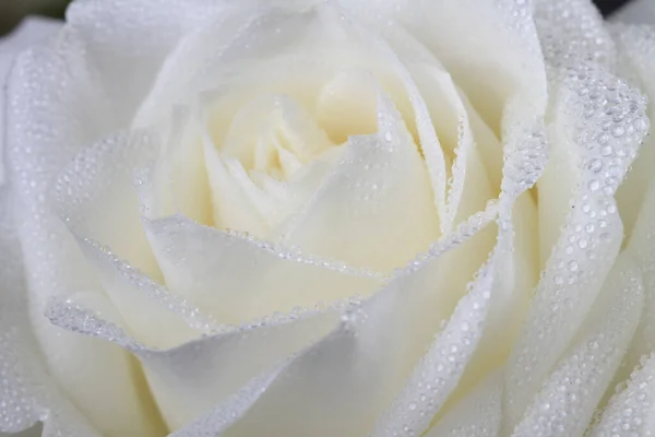 Wet White Rose Closup Shot Studio — Stock Photo, Image