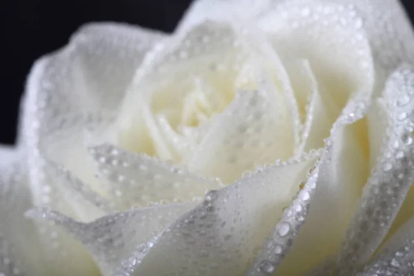 Wet White Rose Closup Shot Studio — Stock Photo, Image
